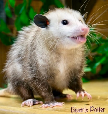 Opossums the Misunderstood Critters at Wild Birds Unlimited
