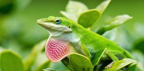 Weekend Wildlife at Jesse Jones Park - "The Green Anole"