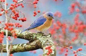 Learn About Bluebirds at Wild Birds Unlimited