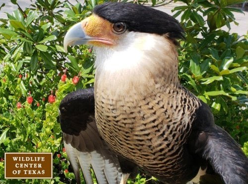 7th Grand Opening Celebration at Wild Birds Unlimited