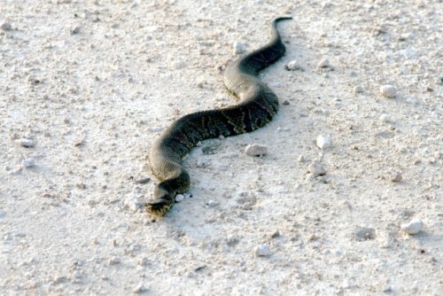 The Snake Wrangler at Wild Bird Unlimited