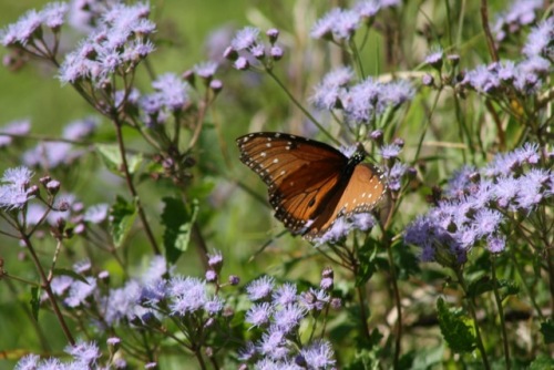 "Native Plants to Help Attract Wildlife to Your Yard" Wild Birds Unlimited