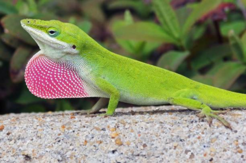 Wildlife Wonderings - Green and Brown Anoles