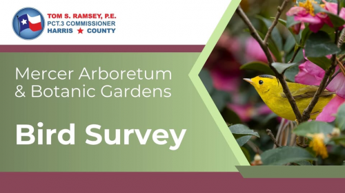 Bird Survey at Mercer Arboretum and Botanic Gardens