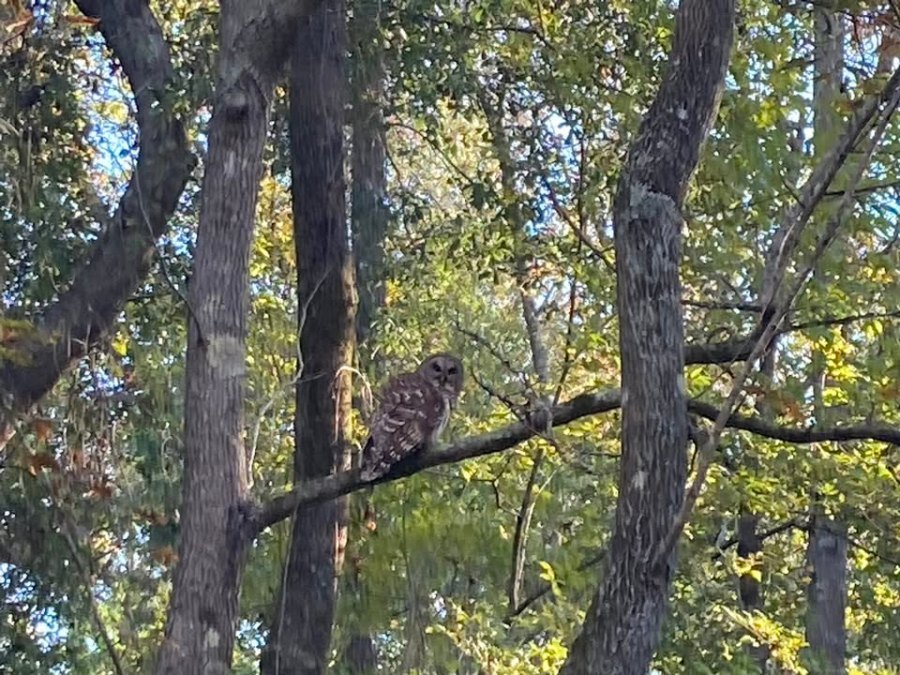 SPCA Wildlife Center of Texas at Wild Birds Unlimited