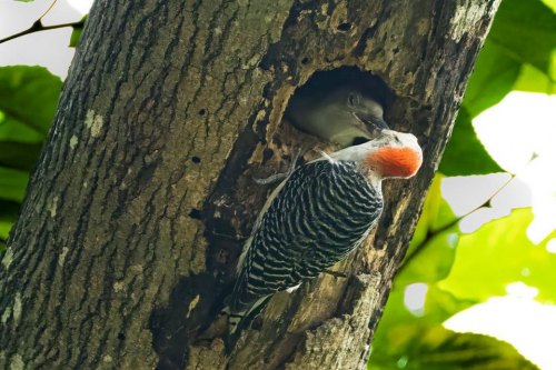 Woodpeckers