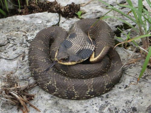 Lecture: Eastern Hog-nosed Snake