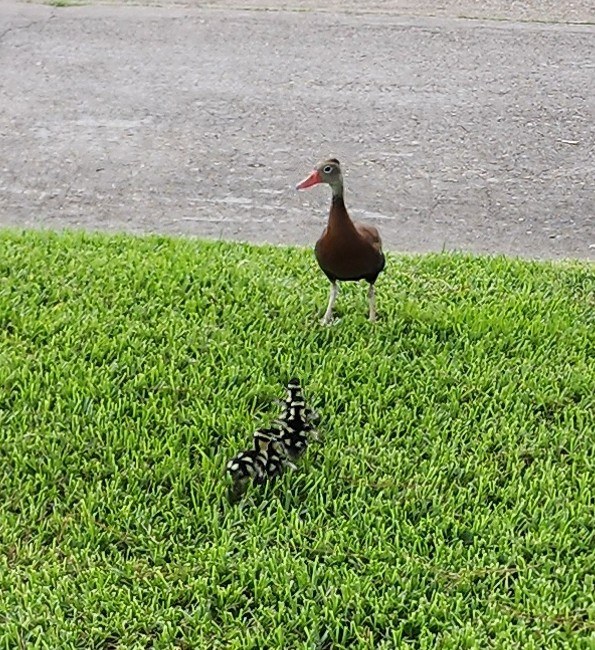 Whistling ducklings have hatched from my tree and now are hunker