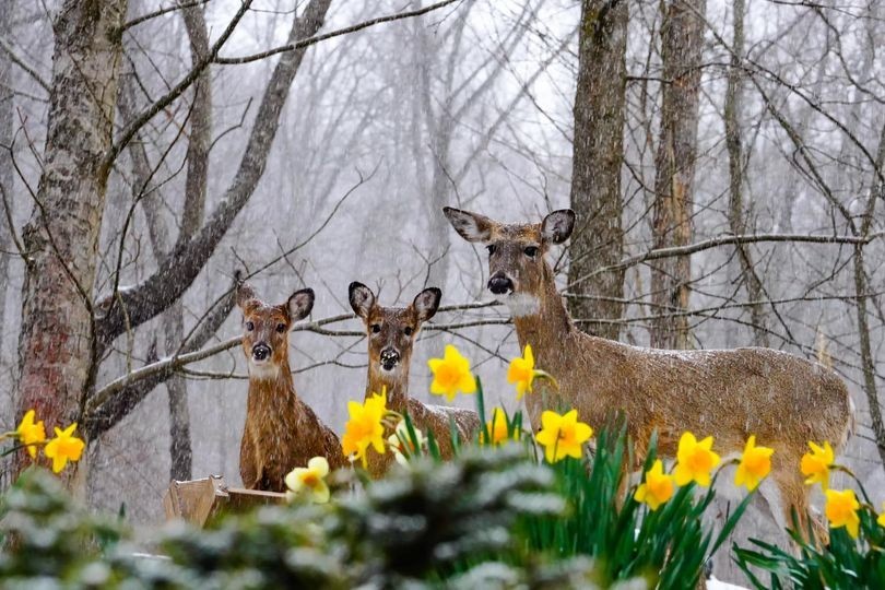 Deer and daffodils!