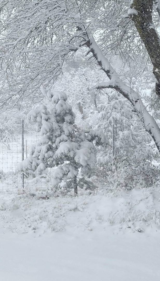 8 inches of snow in Alpine, Tx today. It must have followed san