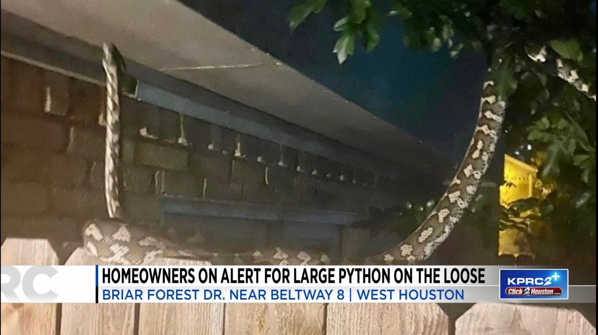Python! Be happy we don't live in West Houston!
