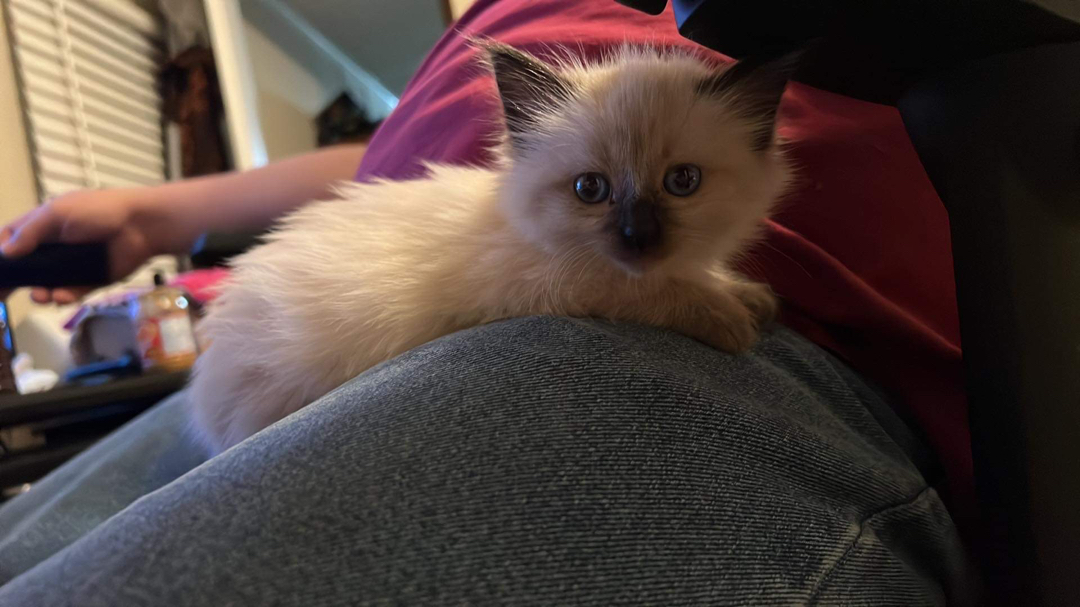 Who do I get ahold of to get a kitten picked up. It showed up to