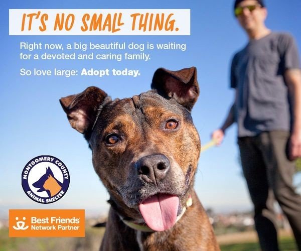 Montgomery County Animal Shelter has Waived Adoption Fees on Do